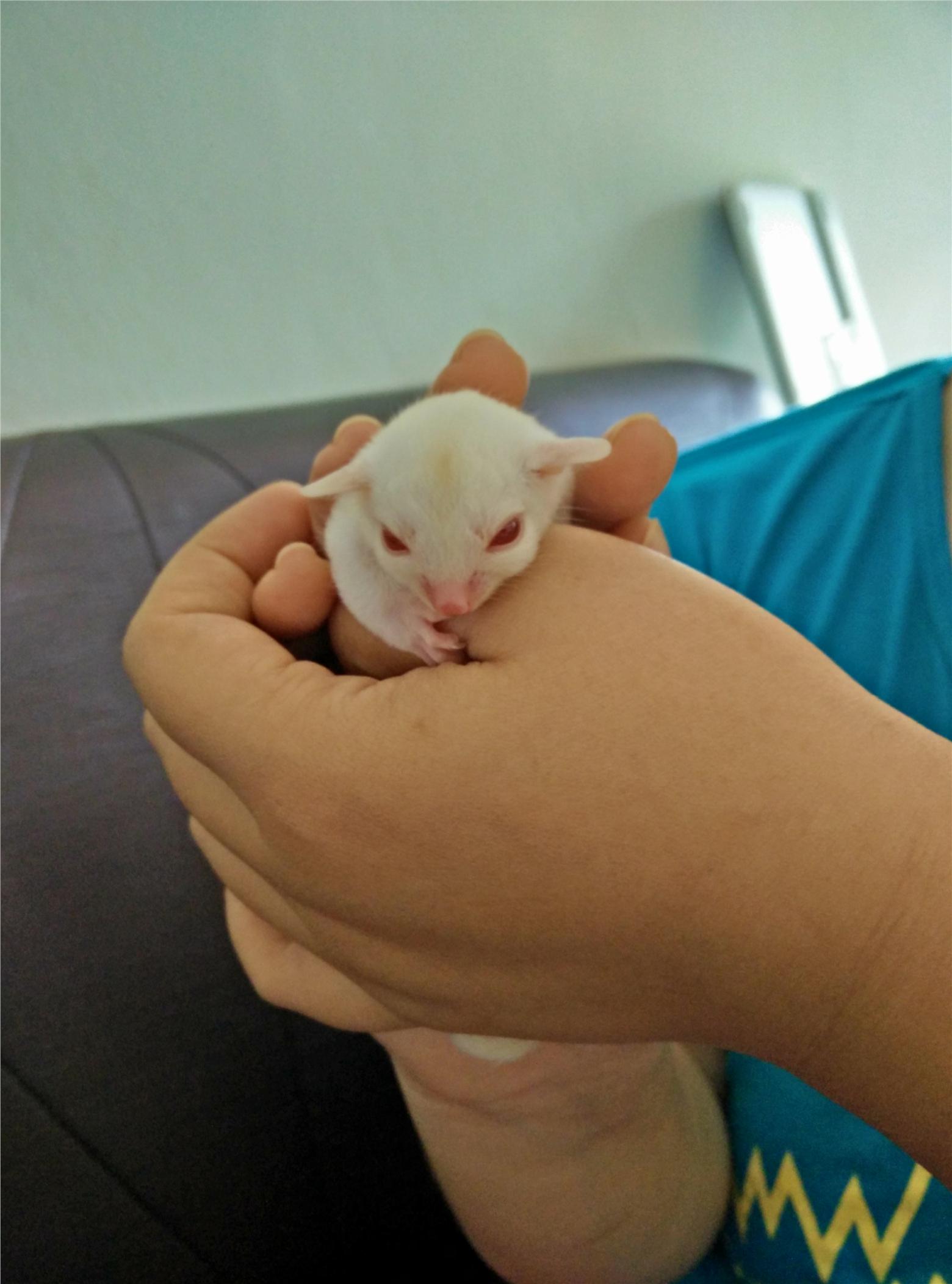 Joey Sugar Gliders For Sale