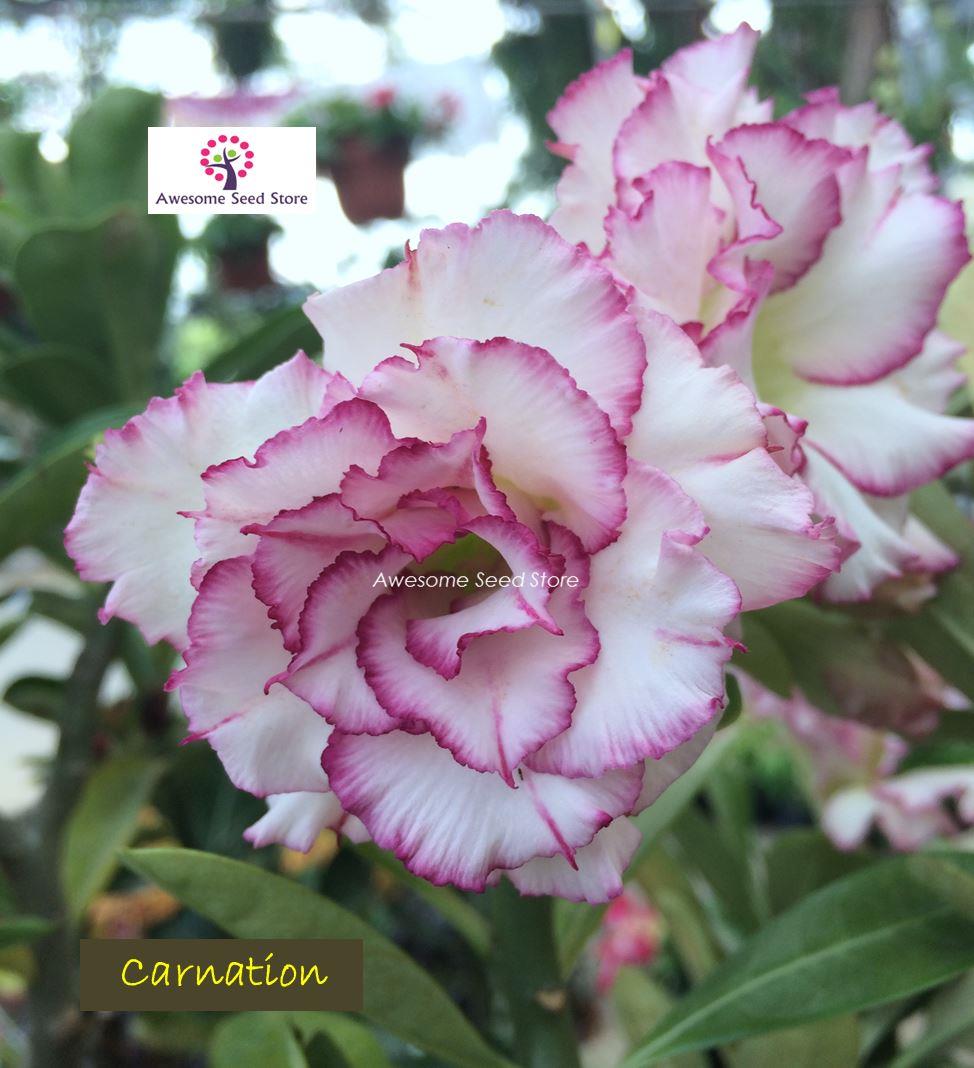 adenium 富贵花 fu g end 5 2 2017 5 15 pm adenium 富贵花 fu g end 5 2 2017 5 15 pm
