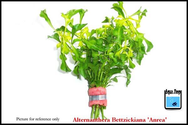 alternanthera-ficoidea-bettzickiana-aure