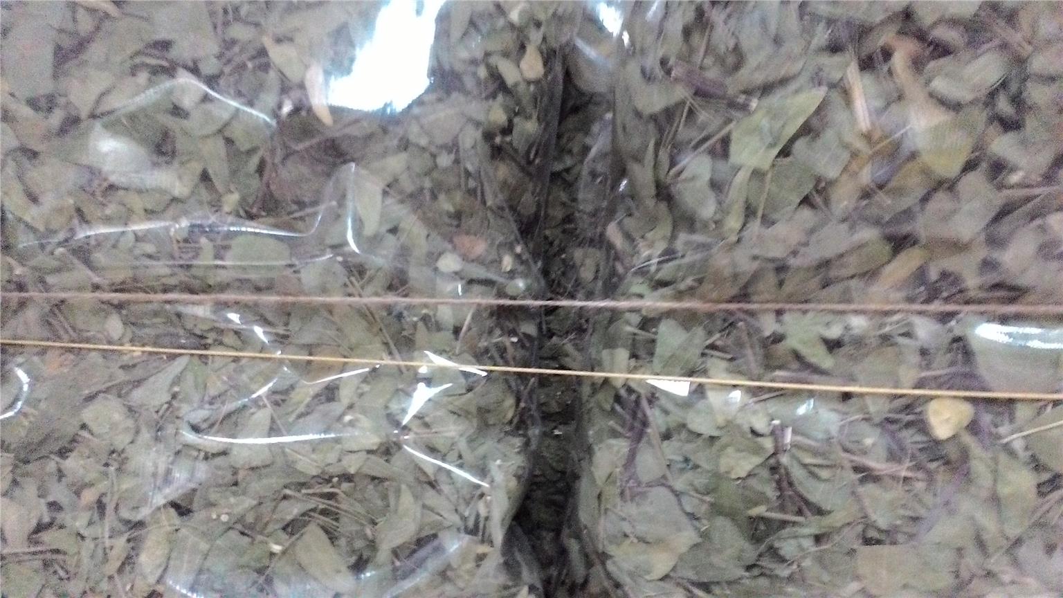 daun rerama kering 500 gram daun ra end 1 1 2017 3 15 pm daun rerama kering 500 gram daun ra end 1 1 2017 3 15 pm