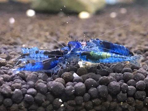 Dream Blue Velvet Shrimp (end 10/19/2018 6:15 PM - MYT )