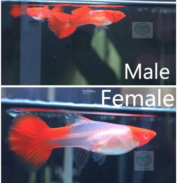 koi guppy per pair end 3 12 2018 11 15 pm myt koi guppy per pair end 3 12 2018 11 15 pm myt