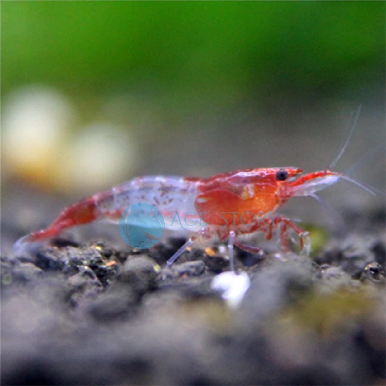 Red Rili Shrim (Penang) end time 4/26/2018 6:36 PM Lelong.my