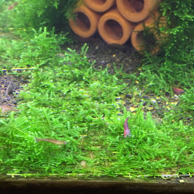 stainless steel moss net 6x6cm aquarium aquascape moss aquacult 1603 03 aquacult@8