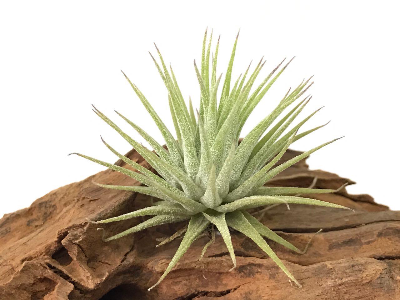 tillandsia lonantha buy 1 fr end 2 24 2018 6 15 pm myt tillandsia lonantha buy 1 fr end 2 24 2018 6 15 pm myt